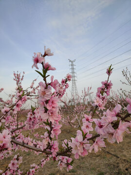 桃花