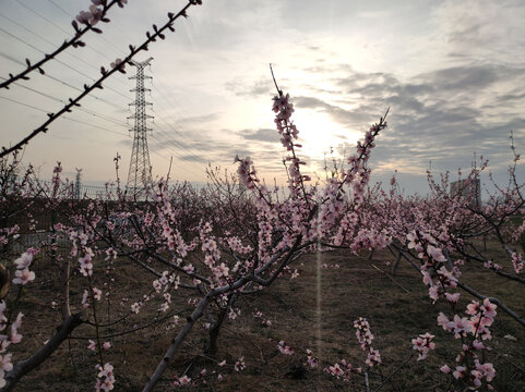 桃花园
