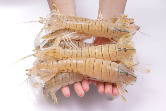虾爬子