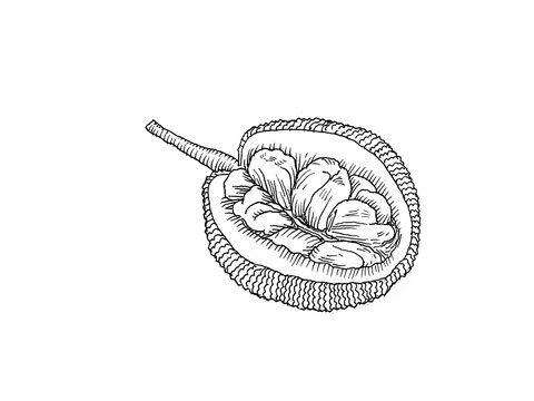 菠萝蜜线稿图