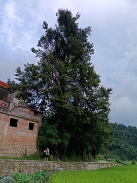 枫香树