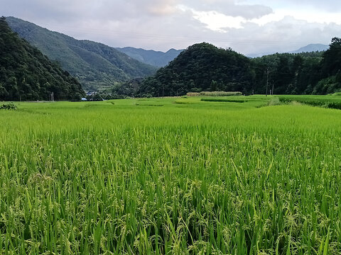 农村田地远山