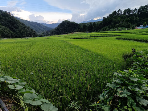 农村田地远山