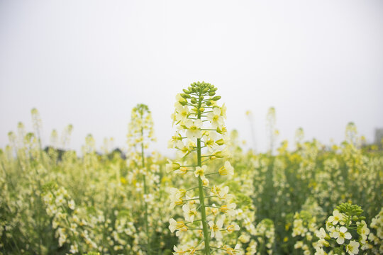 特殊油菜花