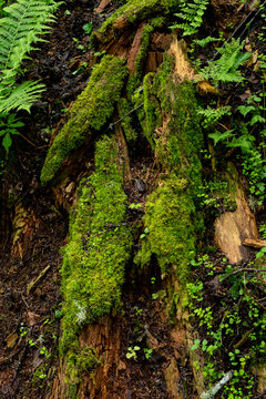 苔藓