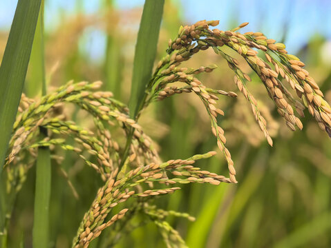 丰收稻米素材