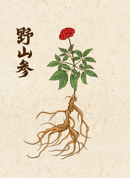 野山参插画