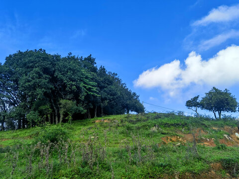 小树林