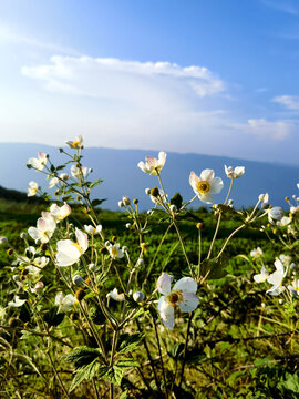 野棉花