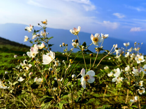 野棉花