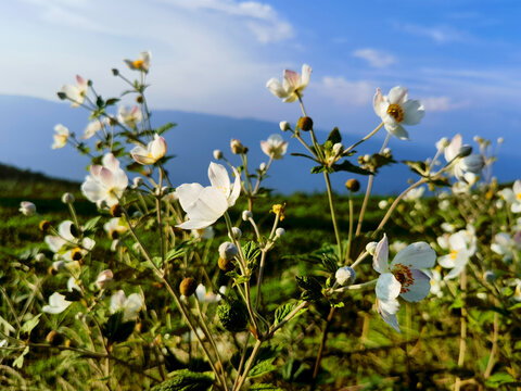 野棉花