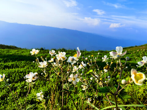 野棉花