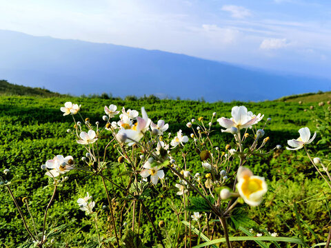 野棉花