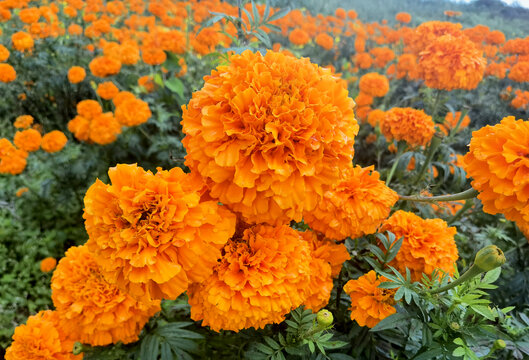 万寿菊