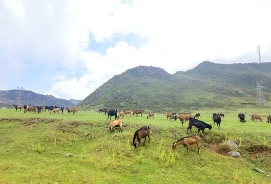 草原黑山羊