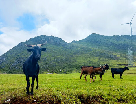农家黑山羊