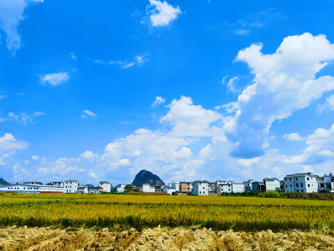 秋收景象