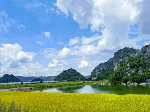 金色的田野