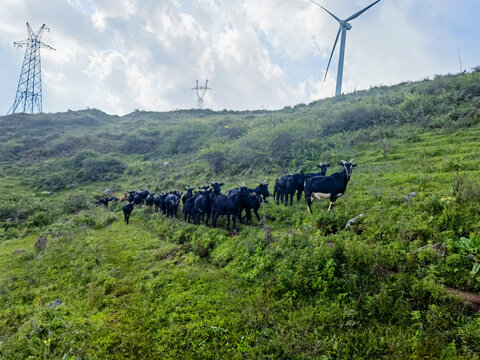 黑山羊