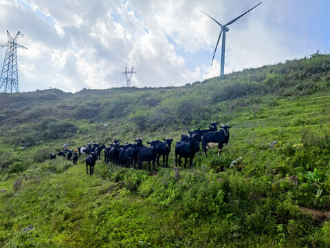 黑山羊