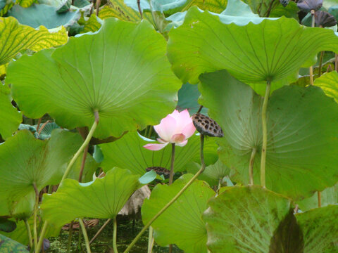 荷花