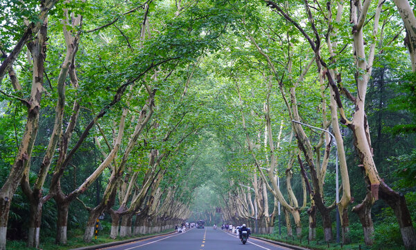 梧桐大道