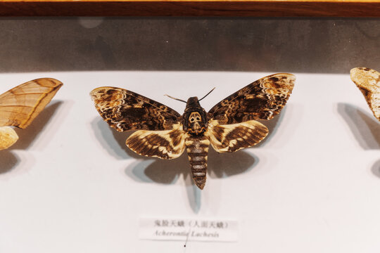 蝴蝶标本