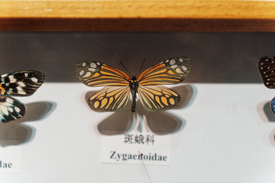 蝴蝶标本