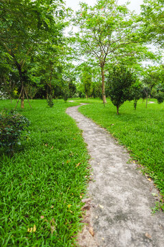 绿色小路