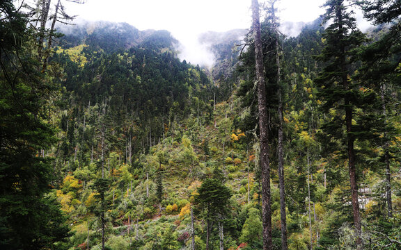 大山林场