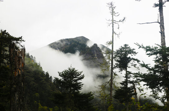 山林