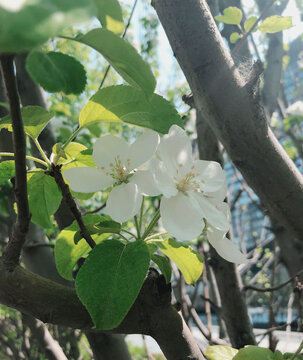 阳光梨花