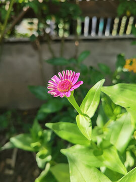 野菊花