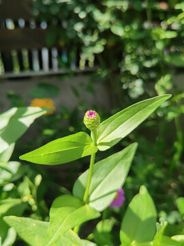 百日菊