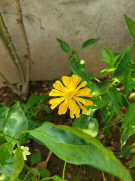 野菊花