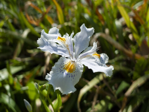 蝴蝶花