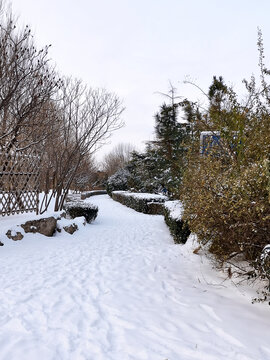 雪景