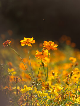 格桑花海特写