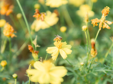 格桑花海特写
