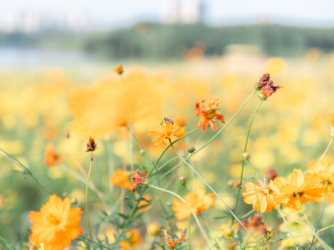 格桑花海特写