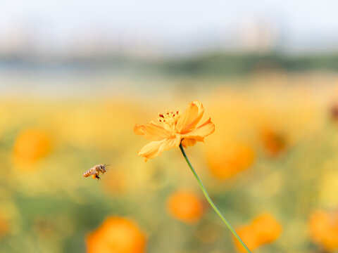 格桑花海特写