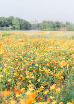 格桑花海特写