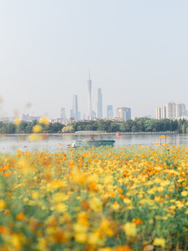 游船与格桑花海特写与广州塔