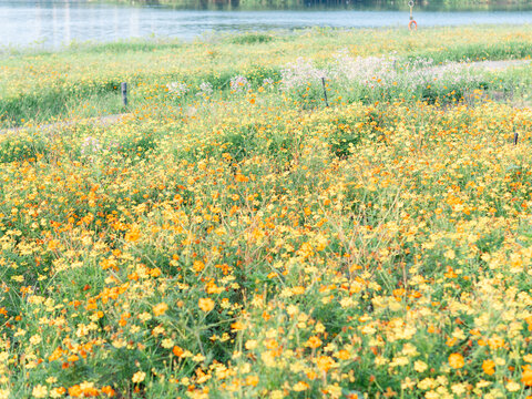 湖边唯美格桑花海