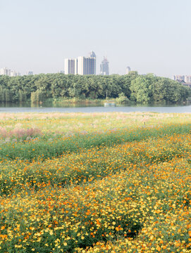 格桑花海特写