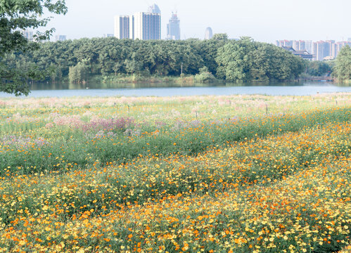 格桑花海特写