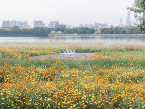 湖边格桑花海