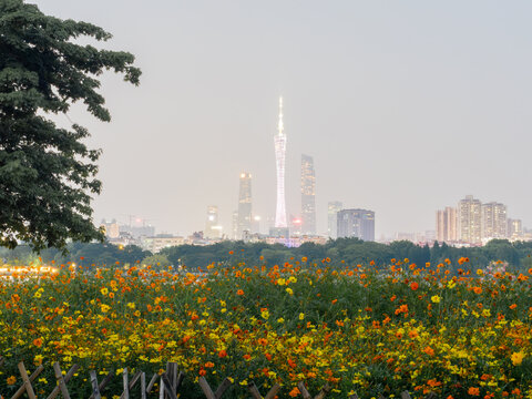 格桑花海特写与广州塔