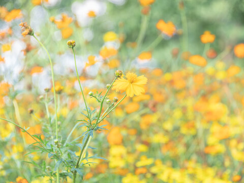 格桑花海特写