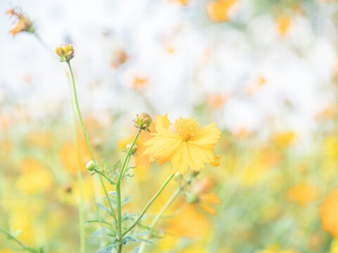 格桑花海特写